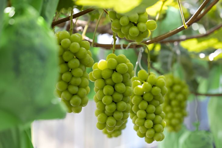 Mengejutkan! Thailand Temukan Residu Kimia pada Anggur Shine Muscat, Ini Dampaknya bagi Kesehatan