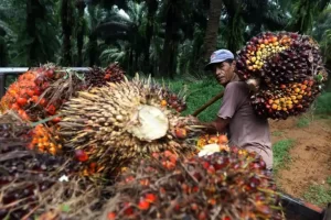 Rencana Prabowo Perluas Kebun Sawit Perlu Dikawal Bersama, 17 Juta Petani Beri Bantuan