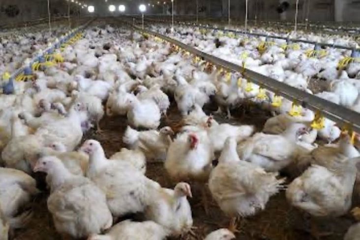 Komaruddin Hidayat Khawatir Negara Hal ini Menjelma Bagaikan Kandang Ayam