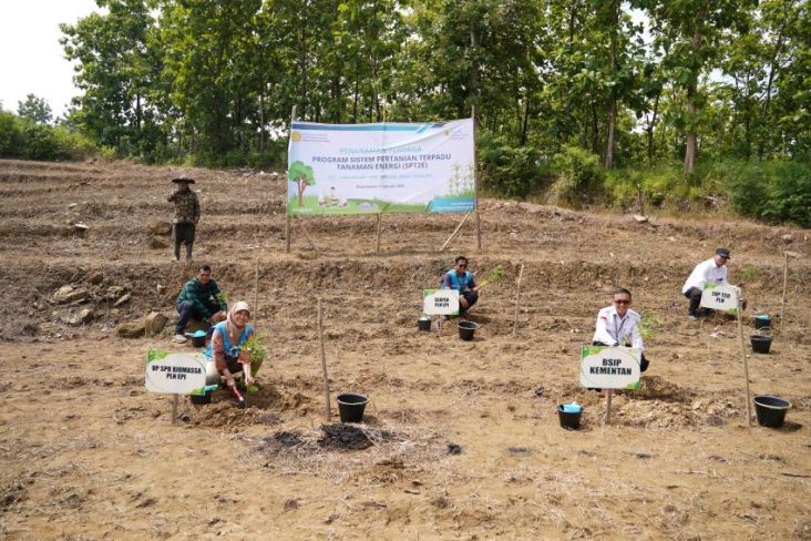 PLN EPI-Kementan Awal Proyek Sistem Pertanian Terpadu Tanaman Energi pada Brebes