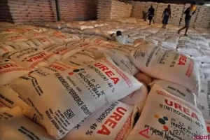 Rencana Disederhanakan, Petani Tebus 7.536 Ton Pupuk Subsidi di tempat  Awal Tahun