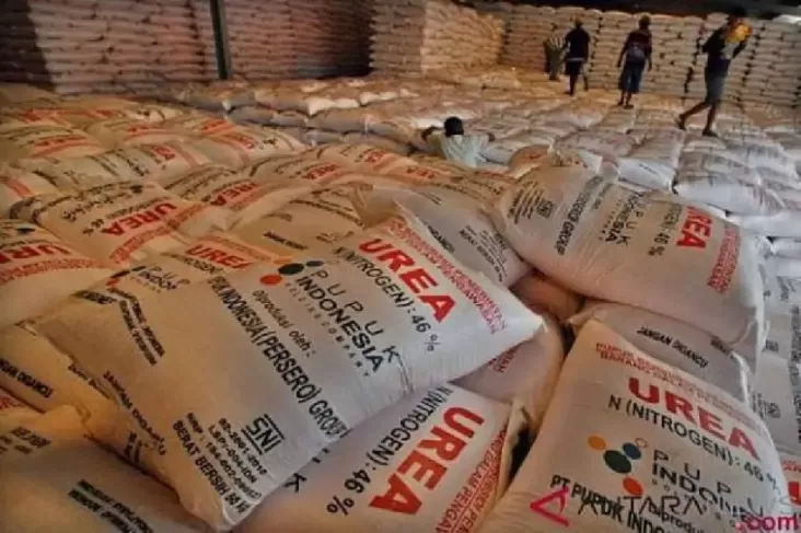 Rencana Disederhanakan, Petani Tebus 7.536 Ton Pupuk Subsidi di tempat tempat  Awal Tahun