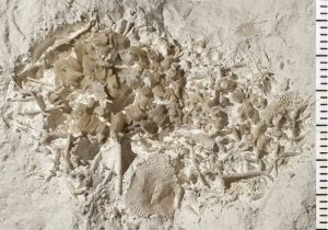 Bekas Muntahan Dinosaurus Ditemukan pada Denmark