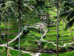Terungkap, Pembelian Lahan Raksasa Rp4,5 Triliun Milik APLN di Bali
