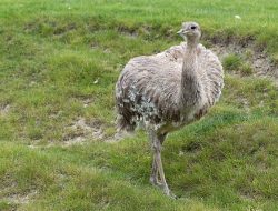 5 Fakta Menarik tentang Rhea, Burung Mirip Emu dengan Karakter Unik