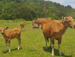 Di Manakah Cagar Alam Pananjung Pangandaran? Ini Lokasi, Ciri, dan Keunikan Tempatnya