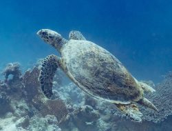 5 fakta mengejutkan penyu sisik, spesies langka yang terancam