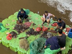 Ikan Sapu-sapu Ciliwung: Rezeki dan Ancaman Bersamaan