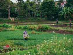 Keamanan Petani Masa Depan dengan Kecerdasan Buatan