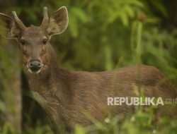 Hutan Sumatera Tanpa Rusa