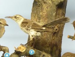 5 Fakta Menarik Socorro Mockingbird, Burung Langka Pulau Socorro
