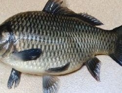 7 Ikan Penuh Keberuntungan, Termasuk Koi dan Arwana