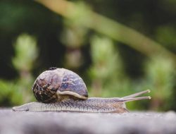 Mengapa Garam Membunuh Siput?
