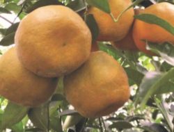 7 Makanan Kaya Vitamin C Lebih Tinggi dari Jeruk