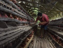 Penjelasan Kemendag tentang Larangan Impor Ayam dan Telur dari RI oleh Arab Saudi