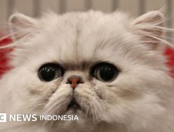 Imigrasi Ungkap WNA Bawa Senjata Tajam di Rumah Penitipan Kucing Tangsel