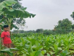 Strategi Petani Beltim Menghadapi Cuaca Tak Menentu, Perketat Perawatan Tanaman Sayur untuk Cegah Gagal Panen